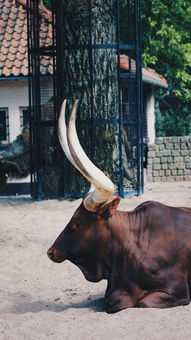 中国最牛的中国女人，中国最牛的中国女人是谁