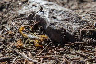 世界上最迷你蝎子图片，世界上最迷你蝎子图片高清