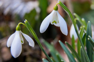 世界上最害羞的女孩，世界上最害羞的植物