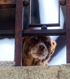 世界上各种狗大小排名前十，世界大型狗排行榜