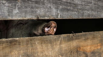 世界上最惊人的黑熊，世界上最凶的熊长什么样