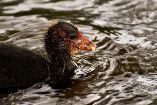 世界蝙蝠灾害排名前十，全世界蝙蝠类动物有多少种