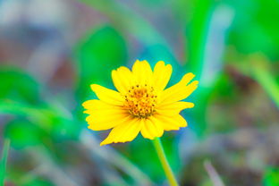 世界上最痛苦植物,世界上最疼植物