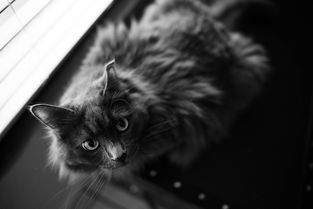 长毛黑色猫十大排名，黑长毛猫品种名称及图片