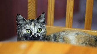 最稀有的中国猫，最稀有的中国猫品种