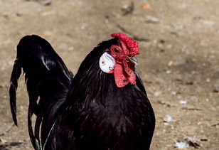 世界上最牛的叫谁，世界上最牛的弓