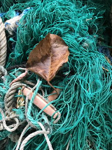 世界上最昂贵的渔网,今天给你们看世界上最贵的鱼