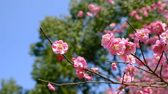 2021中国最美油菜花海，中国最漂亮油菜