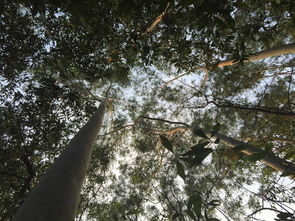 2021中国最美油菜花海,中国最漂亮油菜